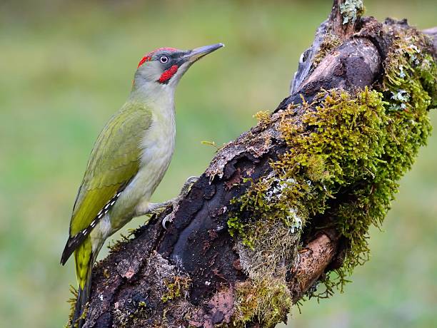 Male european green woodpecker on a branch European green woodpecker perched on a branch. woodpecker stock pictures, royalty-free photos & images