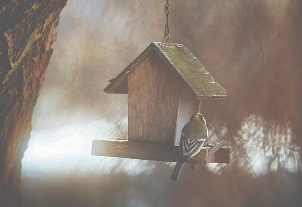 istock Little birds at the bird house pecking seeds 628288672