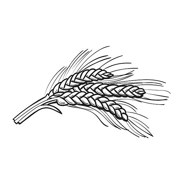 손으로 그린 맥아, 보리 귀 - barley grass wheat isolated stock illustrations
