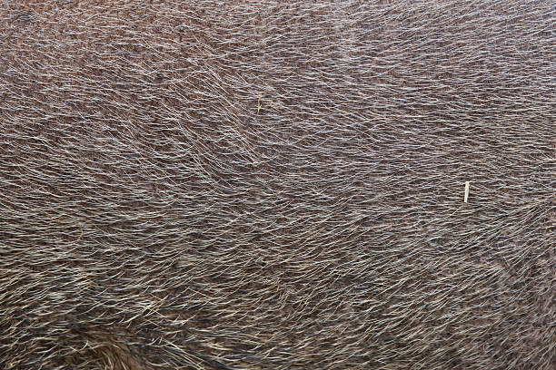 istock Bornean bearded pig (Sus barbatus). Skin texture. 628289120
