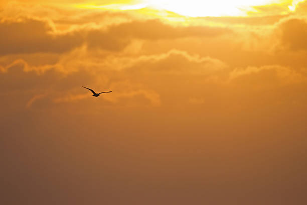 istock Great black-backed gull (Larus marinus) in flight infront of sunset. 628290182