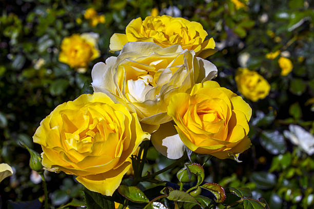 istock Closeup of a beautiful flower rose 628294926