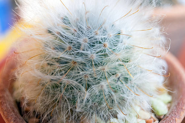istock Small cactus species in brown vase 628295958