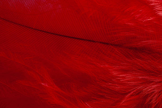 istock abstract background macro image of red feather 628296378