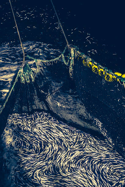 Industrial fishing in action: herrings in the net Industrial fishing in action: herrings caught in the net fish trawler stock pictures, royalty-free photos & images