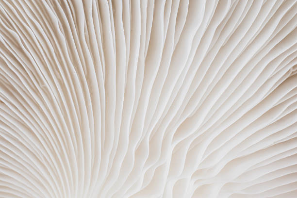 istock abstract background macro of Sajor-caju Mushroom 628296774