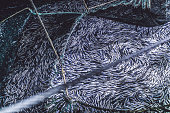 Industrial fishing in action: herrings in the net