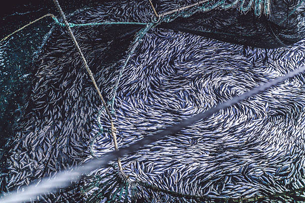 Industrial fishing in action: herrings in the net Industrial fishing in action: herrings caught in the net fish trawler stock pictures, royalty-free photos & images