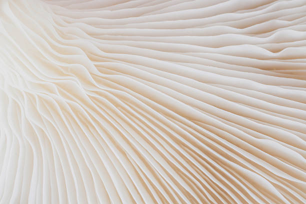 istock abstract background macro of Sajor-caju Mushroom 628296884