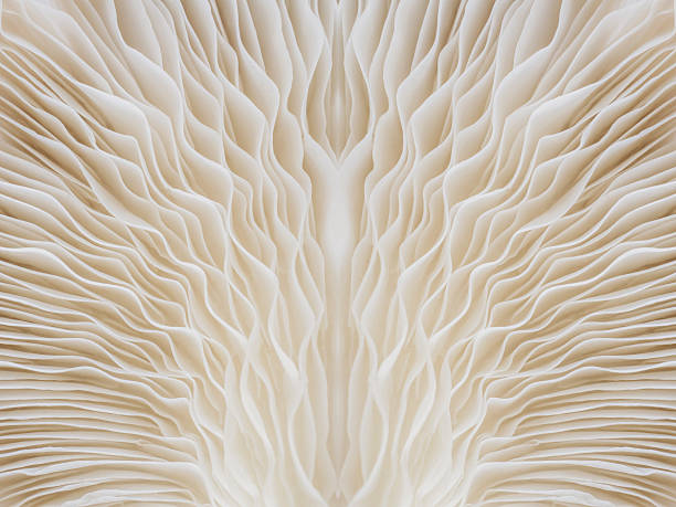 istock abstract background macro of Sajor-caju Mushroom 628297196