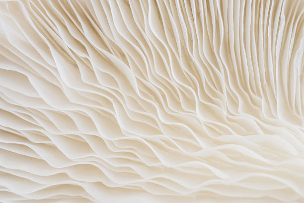 istock abstract background macro of Sajor-caju Mushroom 628297326