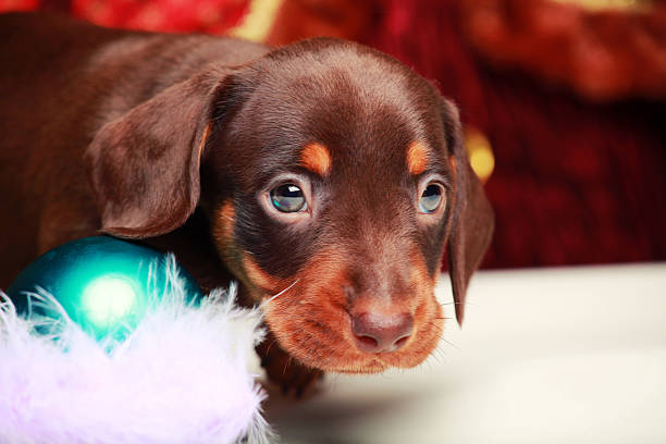istock Dachshund puppies with Happy new tree 628297640
