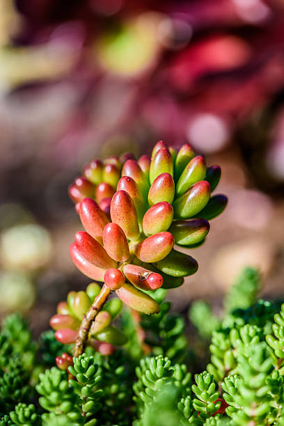 istock Energetic and succulent plant 628298288