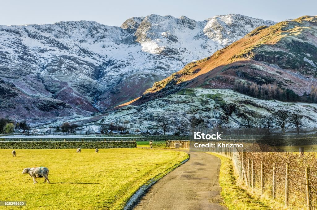 Crinkle Crags at Langdale Sunlit field with sheep, beside it a farm track and beyond snow covered Crinkle Crags at Langdale, in the English Lake District, Cumbria. Agricultural Field Stock Photo