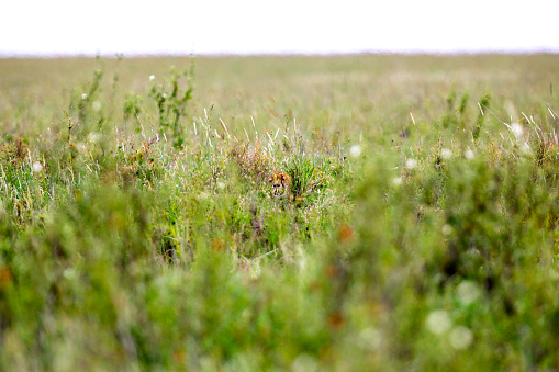 Real Camouflage - Cheetah resting in the grass at Savannah at Masai Mara