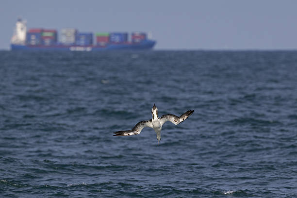 istock Northern gannet (Morus bassanus) diving at open sea. 628303464
