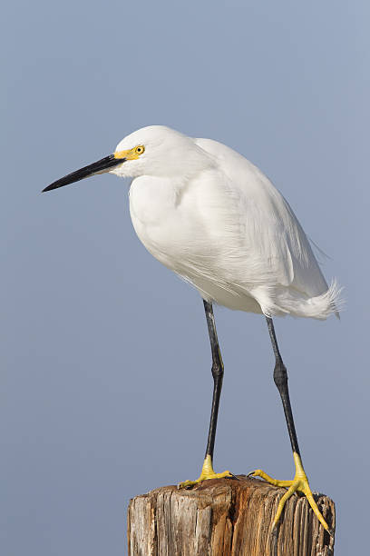 istock Snowy egret (Egretta thula) perched and enjoying the sun. 628304070