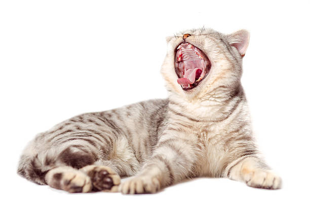 istock European cat in front on a white background 628306768