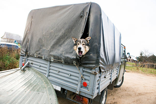 istock Dog in the car hunter 628308618