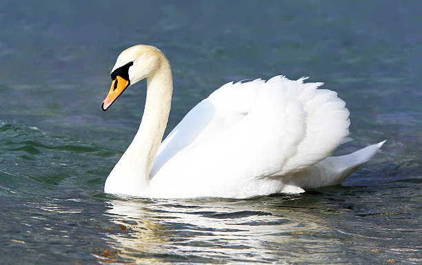 cisne blanco en el agua. - cisne blanco comun fotografías e imágenes de stock