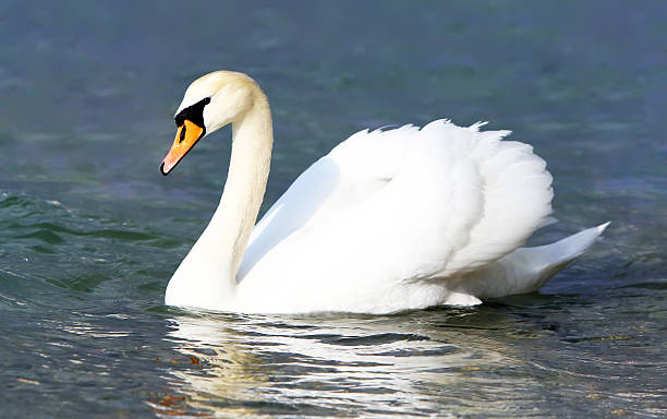 белый лебедь в воде. - water surface standing water swan mute swan стоковые фото и изображения