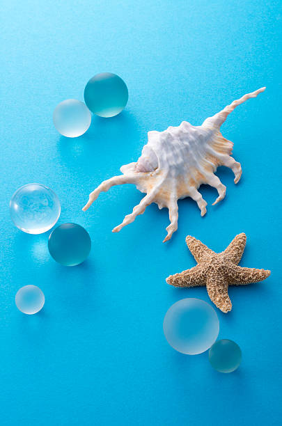 istock Ornament of starfish and shell 628318790