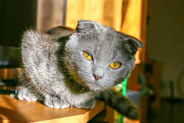 istock lop-eared gray cat lying on the table 628325846