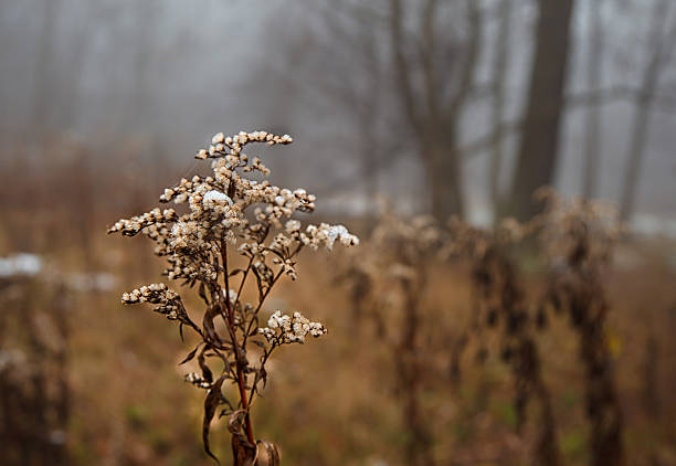 yellow blade of grass covered in snow on a foggy day in late autumn
