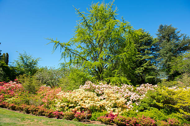 istock Beautiful garden in Mt.Wilson 628329318