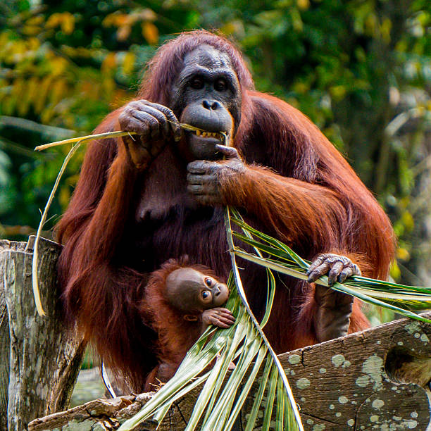 아기와 함께 먹는 오랑 우탄 어머니 - young animal orangutan mother ape 뉴스 사진 이미지