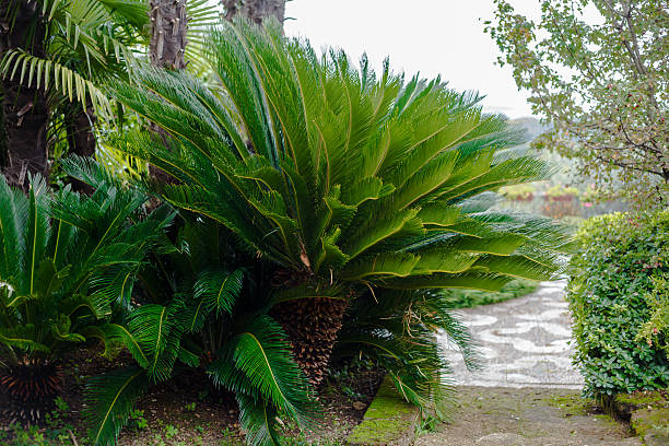istock Palm tree cycas revoluta 628330734