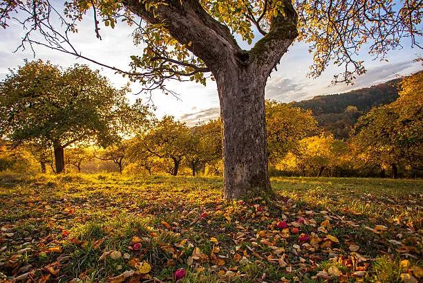 Autumn Apple orchid meadow in autumnal sunset light Nature fruit trees