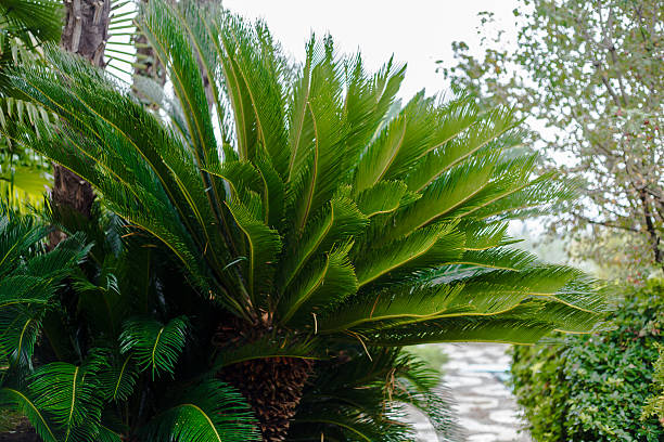 istock Palm tree cycas revoluta 628332382