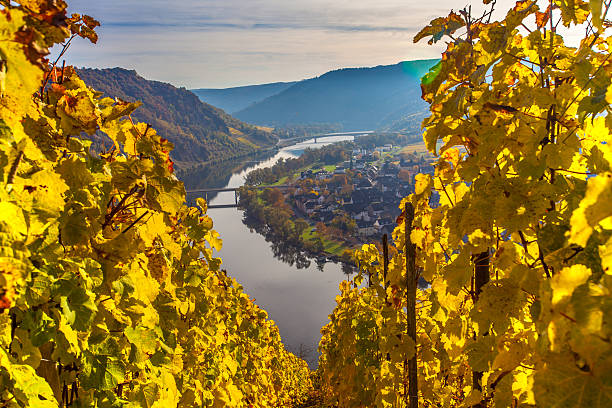 istock Autumn Colorful Moselle Landscape and Vineyards 628332604
