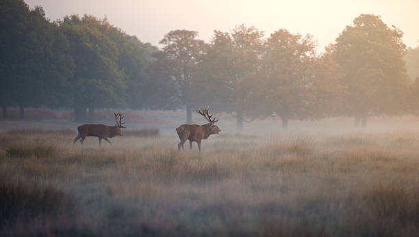 istock Red deer stags in misty morning! 628332672