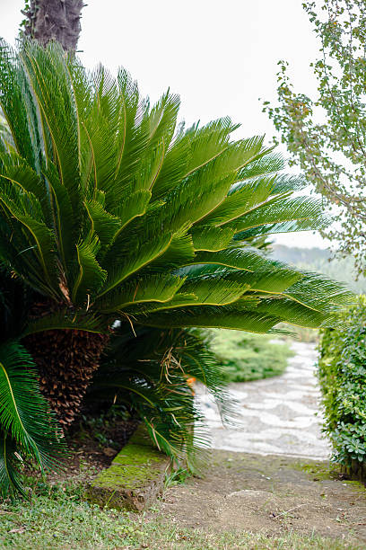 istock Palm tree cycas revoluta 628332888