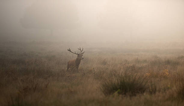 istock Red deer stag in misty morning 628333370