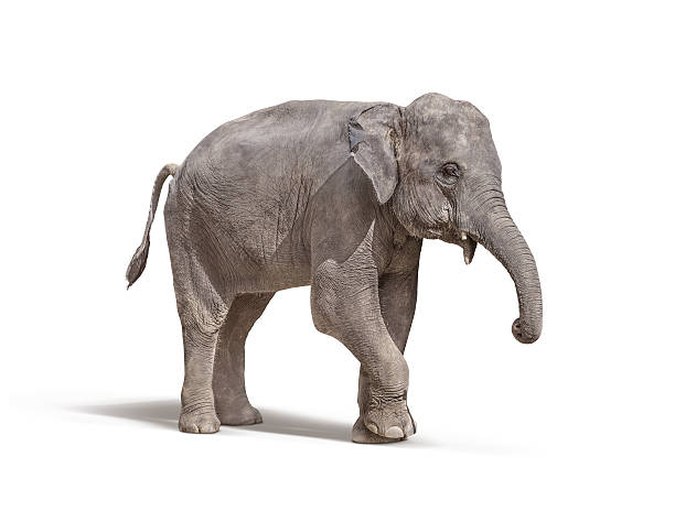 istock elephant with out tusk isolated on white background 628333648