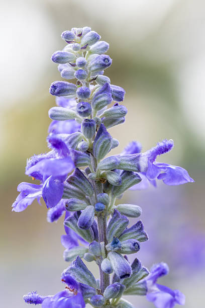 istock Blue Salvia flower, Salvia farinacea Benth-Mealy Cap Sage. 628333842