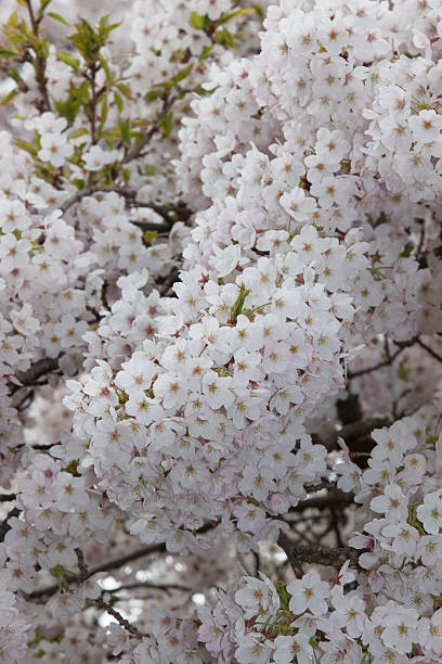 istock Close up of blossom trees. 628335444