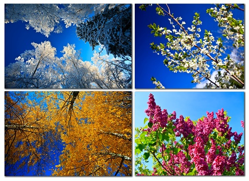 Four seasons in the forest nature color