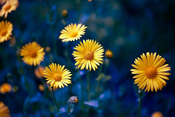 camomila. chamomel, corrente de margarida, roda. uma planta europeia aromática de - chamomile daisy sky flower - fotografias e filmes do acervo