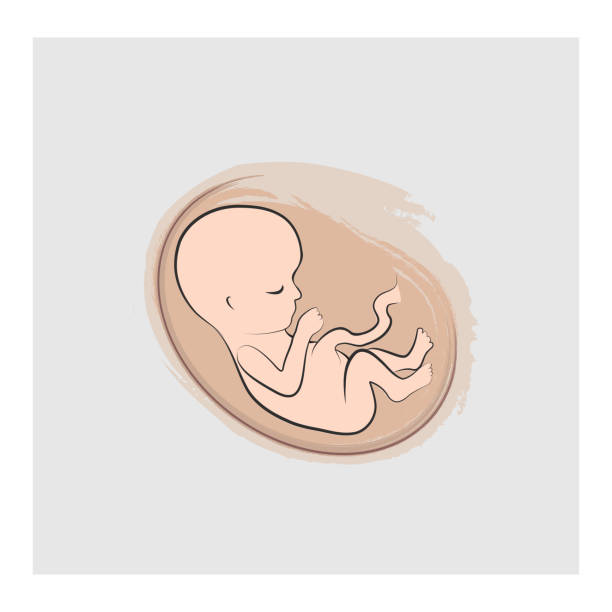 Fetus Stage Illustration. Fetus Stage Illustration. Fetal icon. Nine week embryo. Pregnancy stage vector 7 week fetus stock illustrations