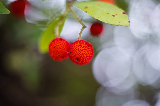 istock yellow and red fruit of the arbutus. Strawberry Tree 628342786