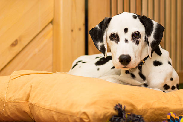 istock Young dalmatian puppy lying on the pillow 628343616