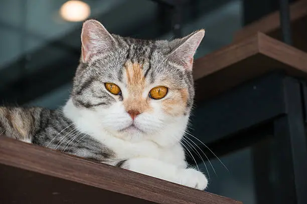 Photo of The American wirehair cat.