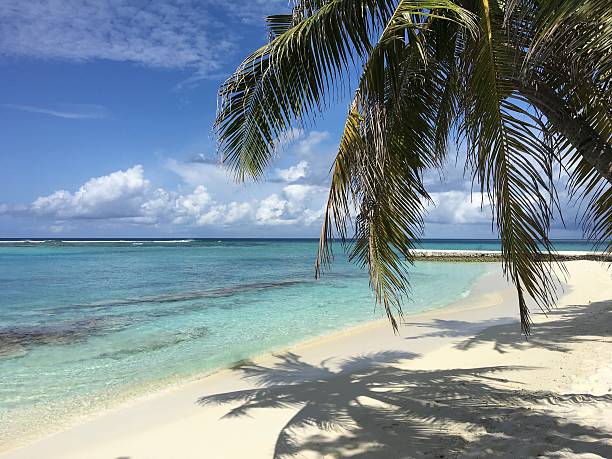 Plage des Maldives en journée ensoleillée avec palmier - Photo