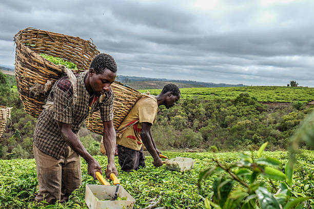 Tea farmers Two tea farmers harvesting their hard earned crops east africa stock pictures, royalty-free photos & images