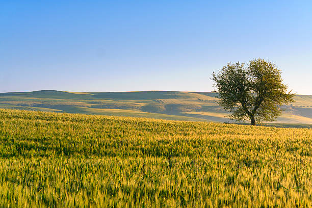 istock Between Apulia and Basilicata: spring landscape with wheat field.ITALY 628345534