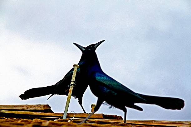 duo grackle à queue de bateau dansant - shutterbug photos et images de collection